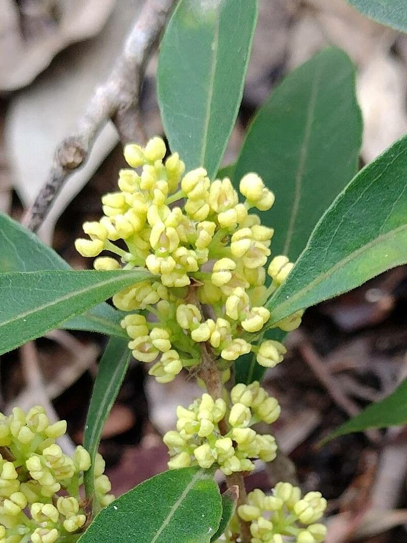 Langblättrige Falsche Olive