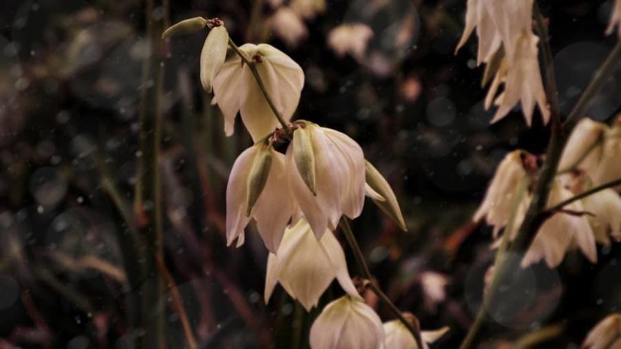 Fels-Yucca 5