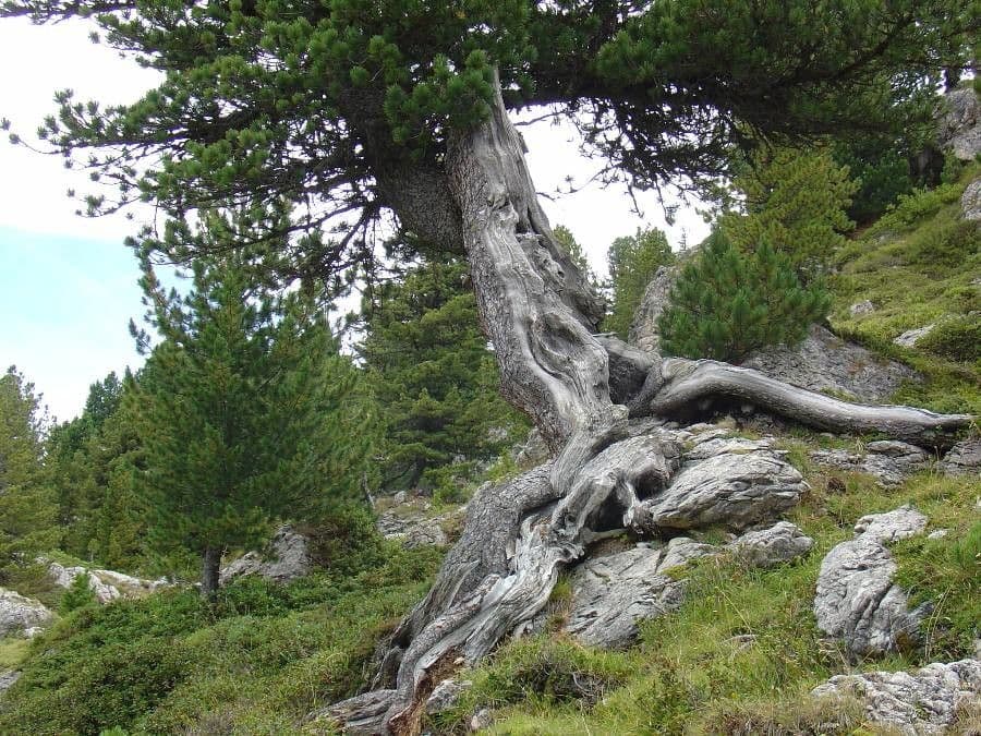 Borovice limba 12