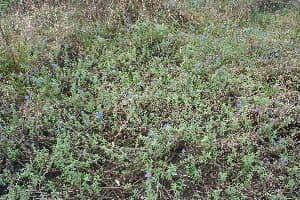 Hydrolea spinosa 4