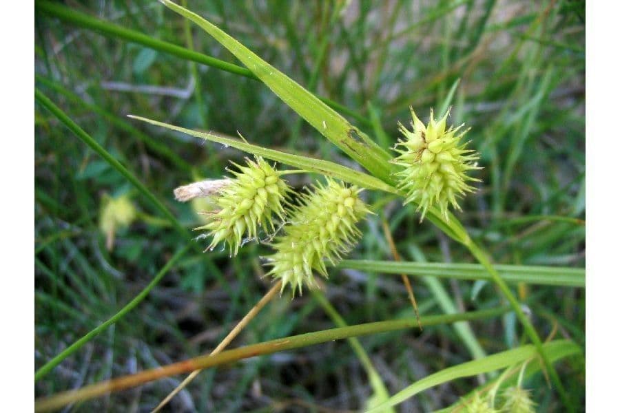 Igel-Segge 3