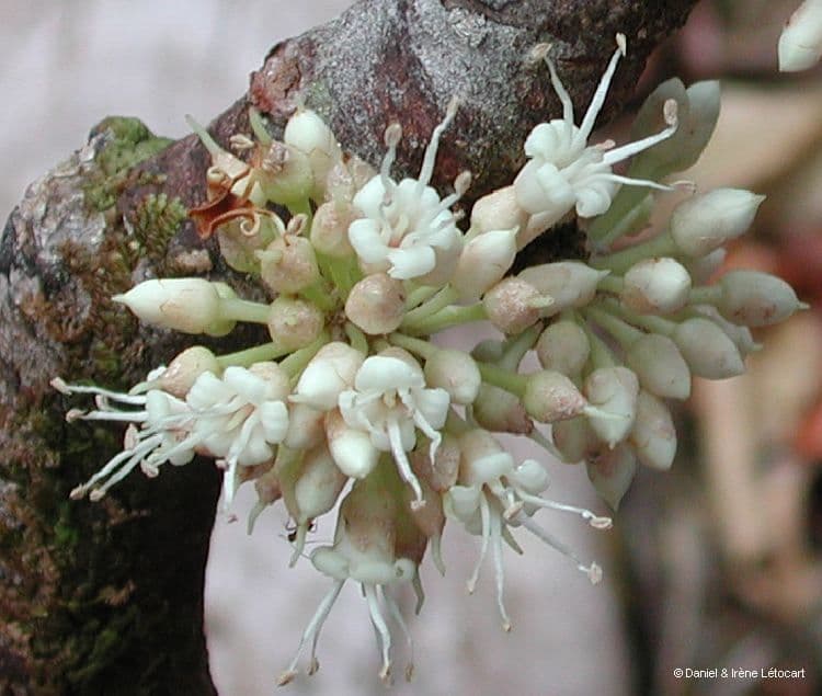 Pycnandra balansae 8