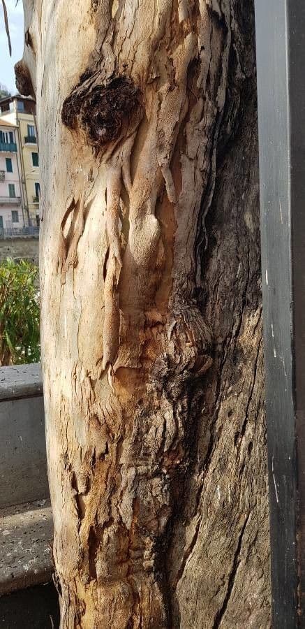 Blauer Eukalyptus 21