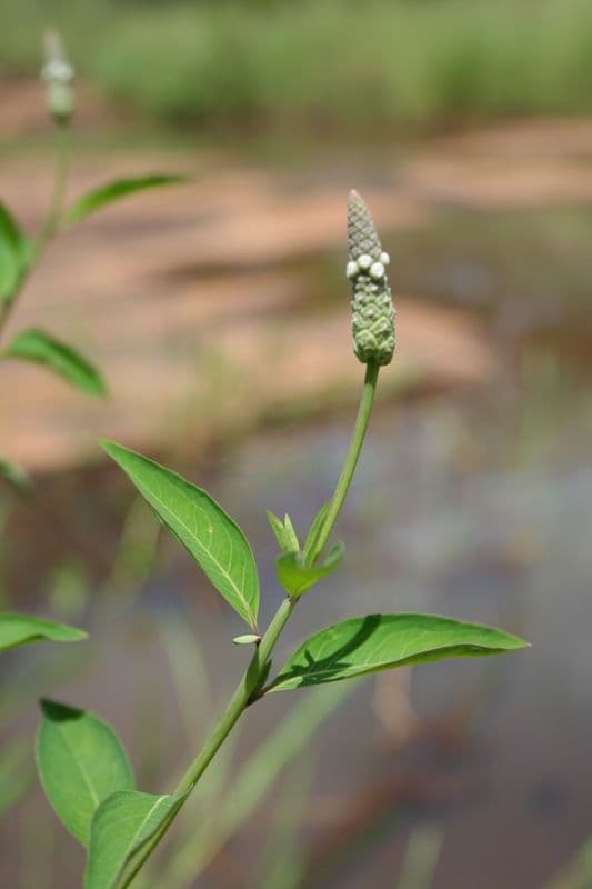 Sphenoclea 11