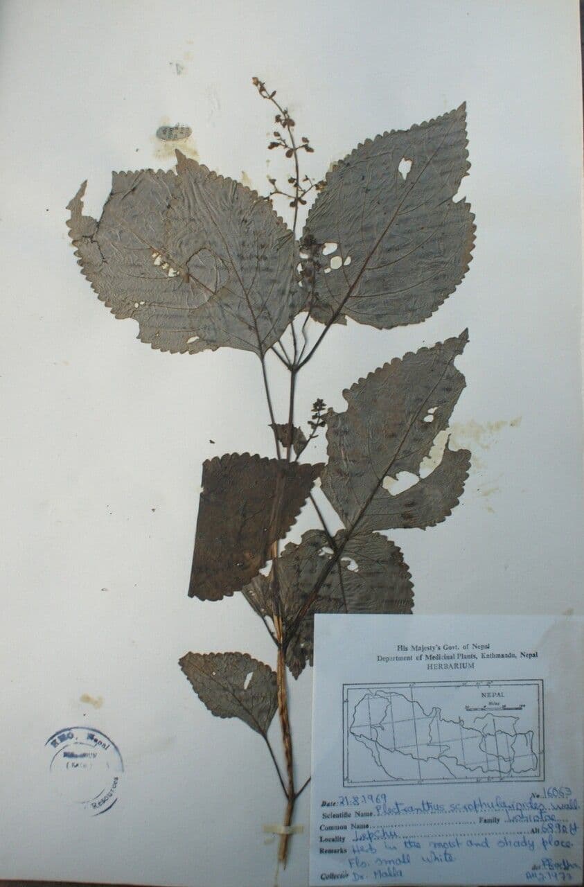 Isodon 6