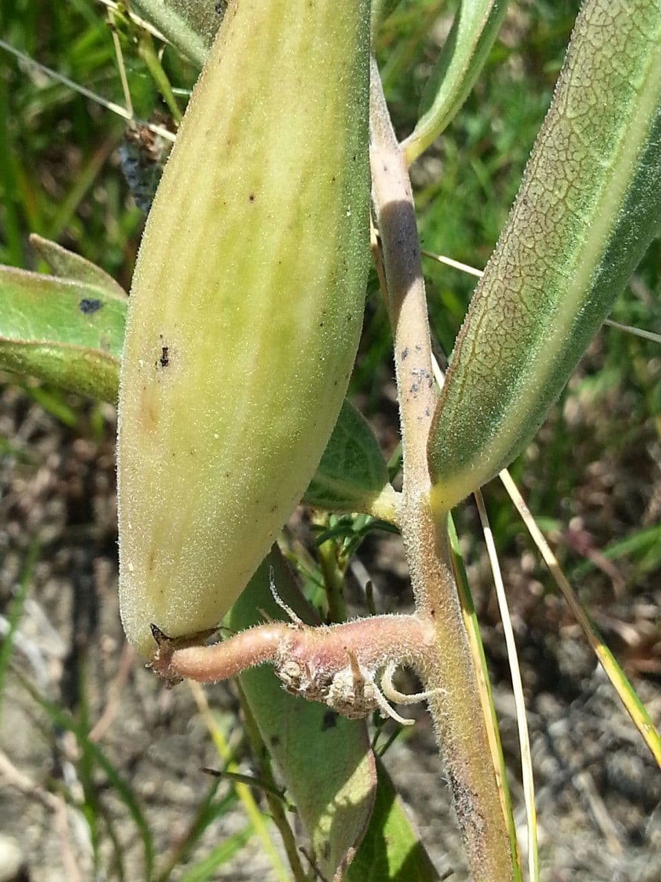 Asclépiade à fleurs vertes