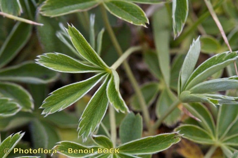 Erba stella 20