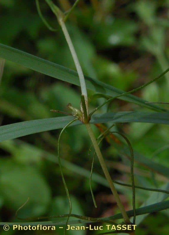 Zanichellia palustre 7