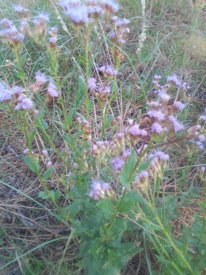 Chromolaena hirsuta 3
