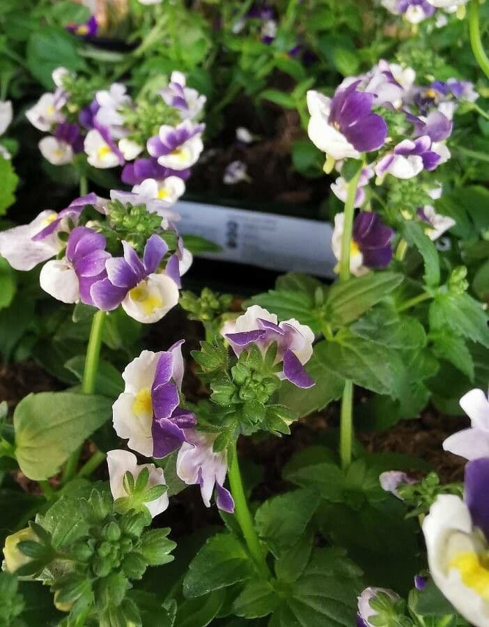 Torenia 22