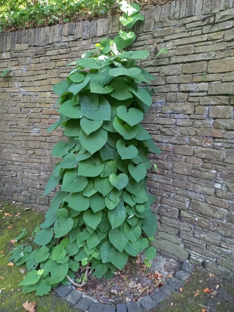 Großblättrige Osterluzei 11
