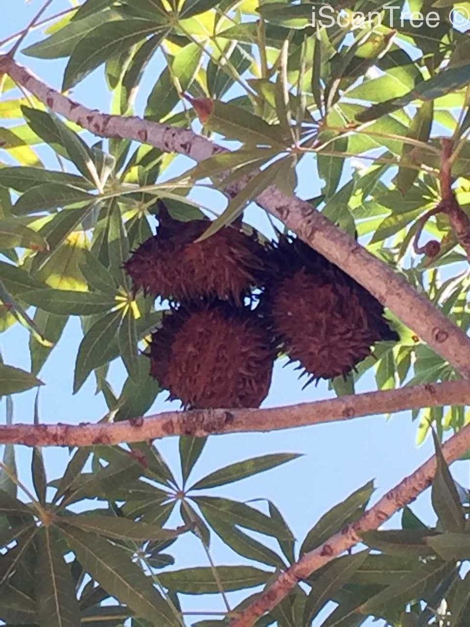 Sterculia 3