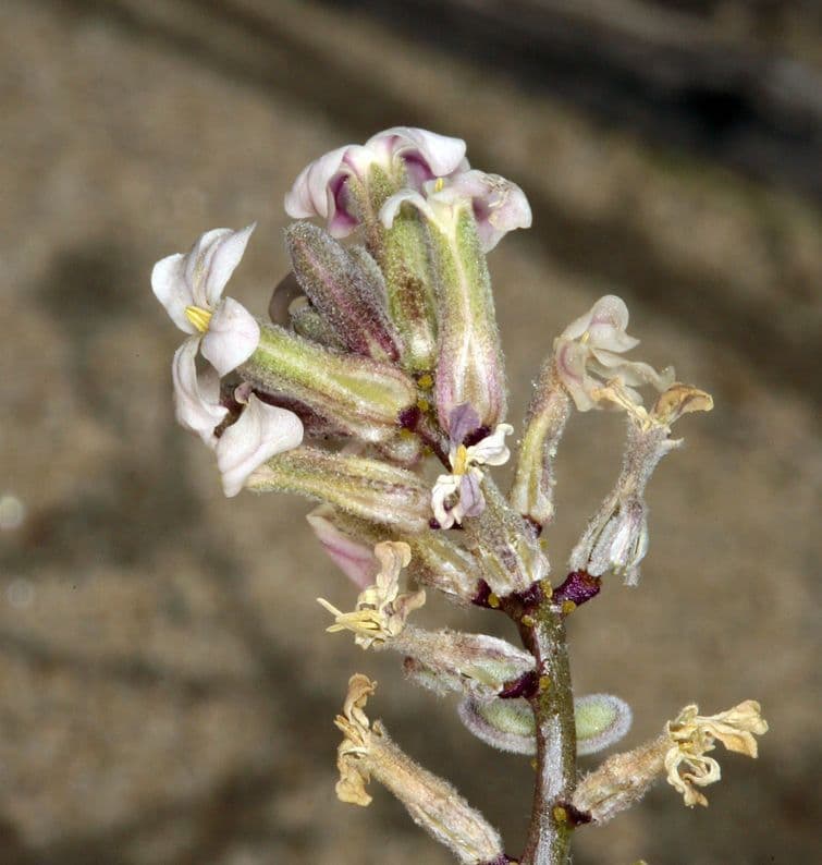 Dithyrea californica 6
