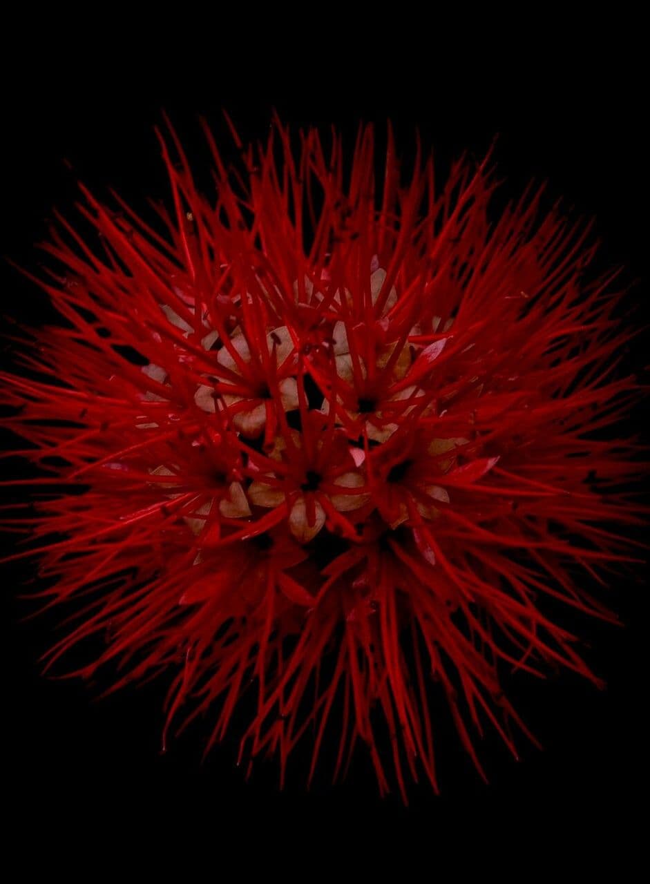 Combretum 5