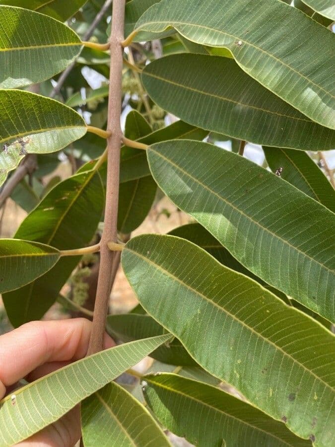 Ozoroa insignis 18