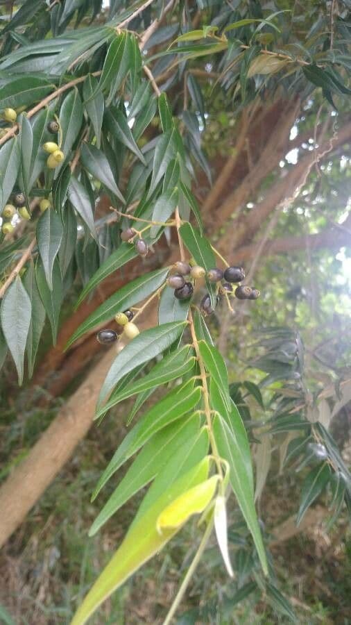 Pimientillo 2