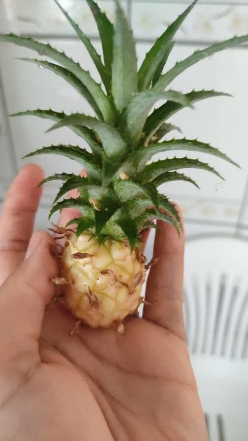 Ananas 19