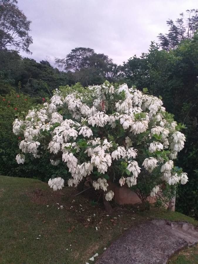 Mussaenda philippica 8