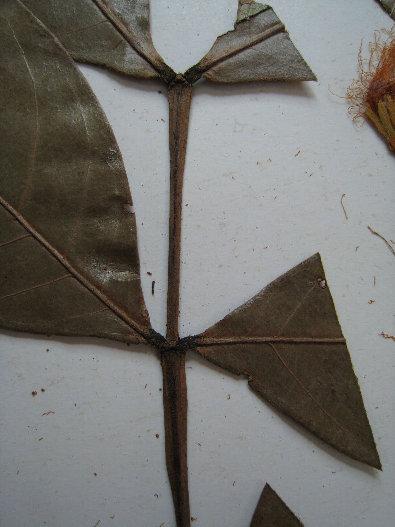 Inga 3