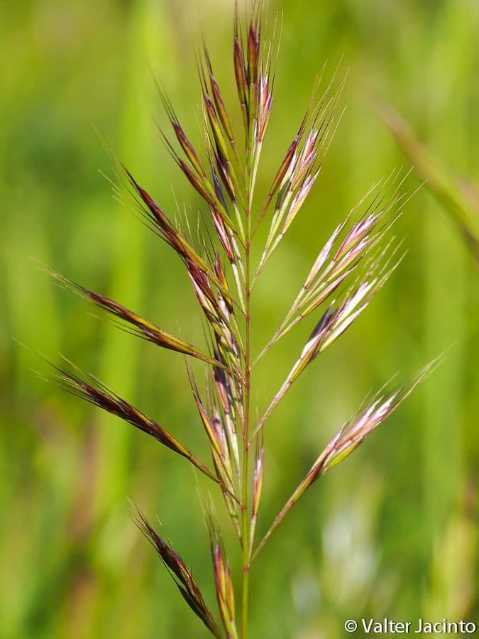 Festuca