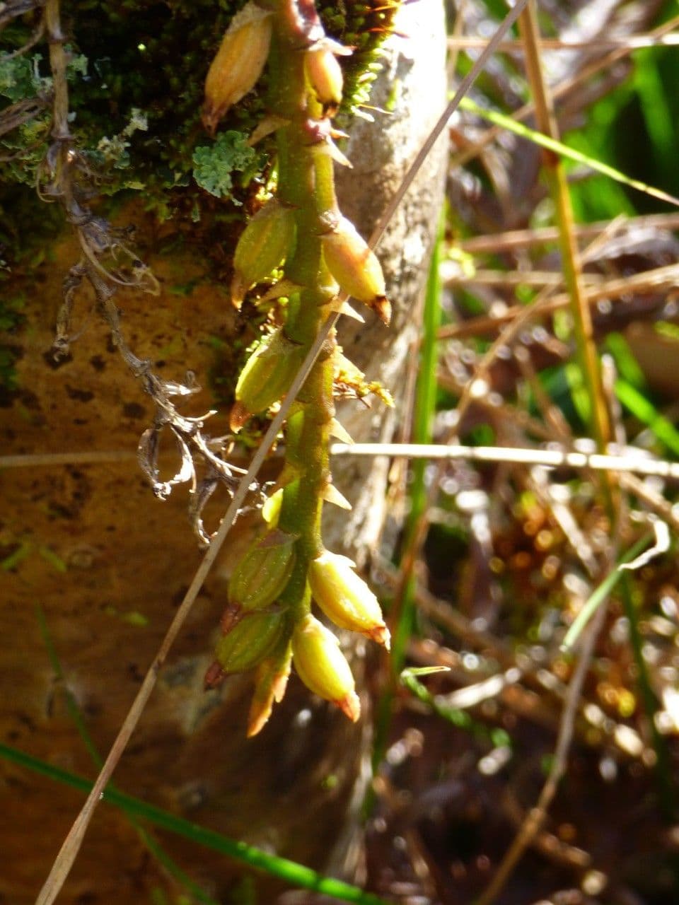 Bulbophyllum 3