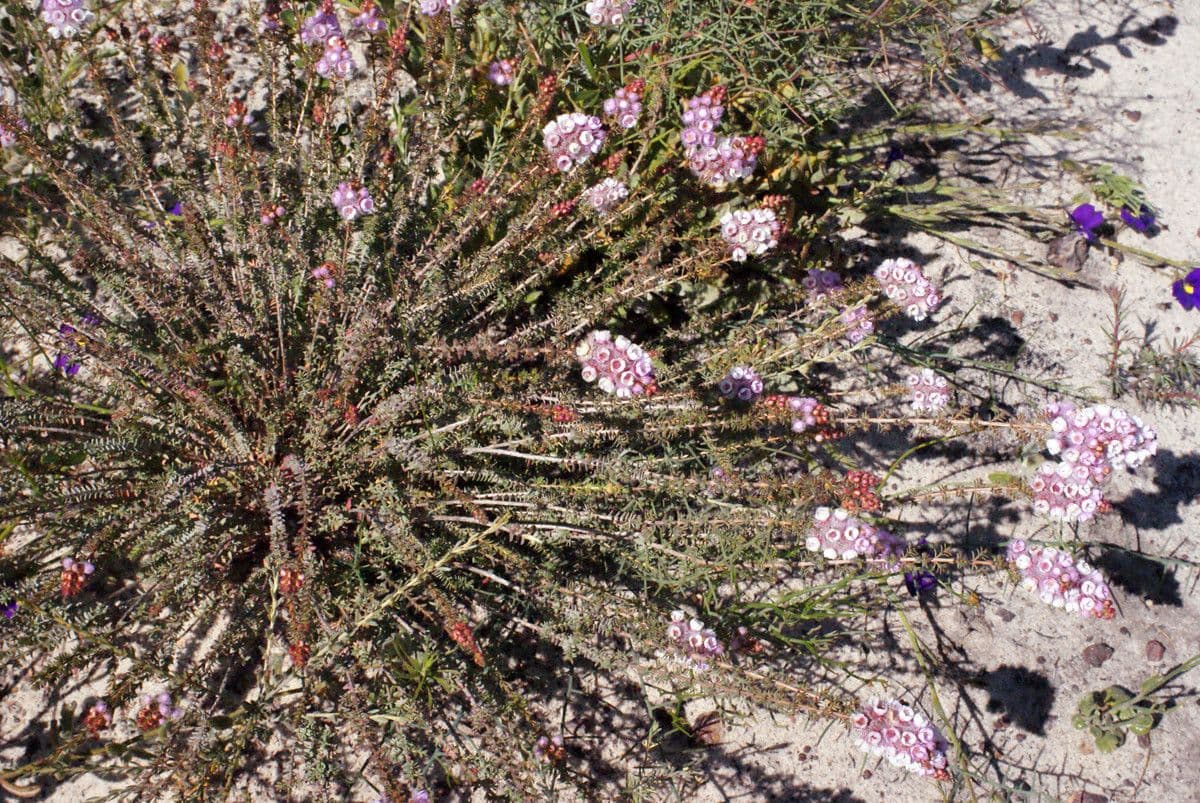 Verticordia plumosa 7
