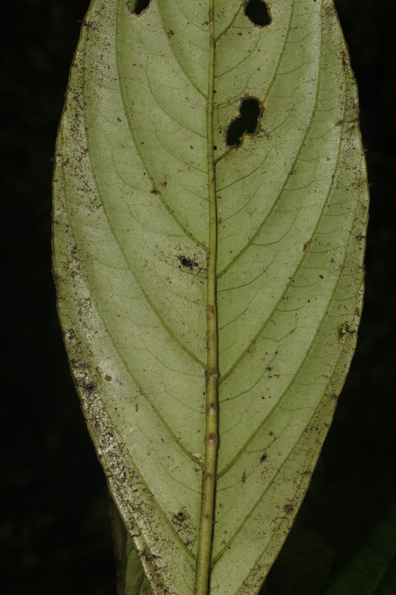 Besleria notable 8