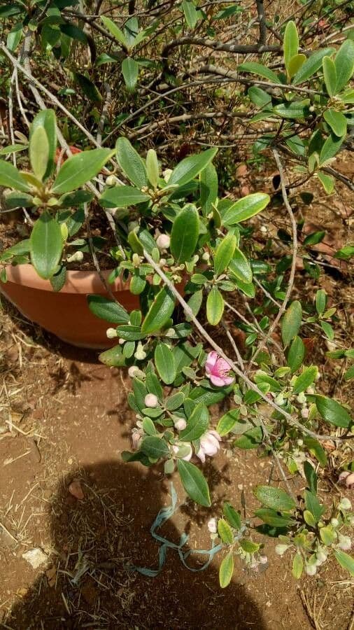 Mirto tomentoso 6