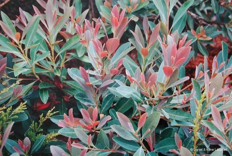 Tristaniopsis 8