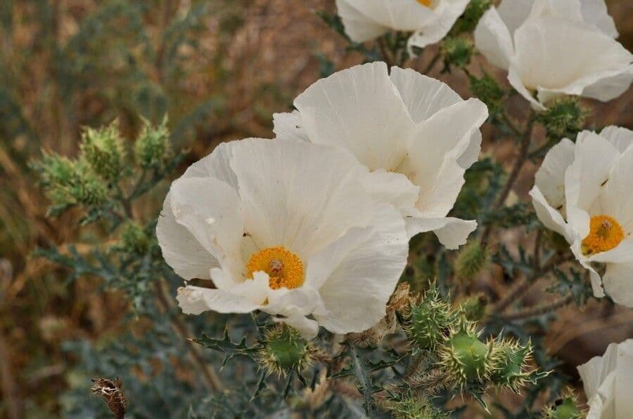 Stacheldistel 6