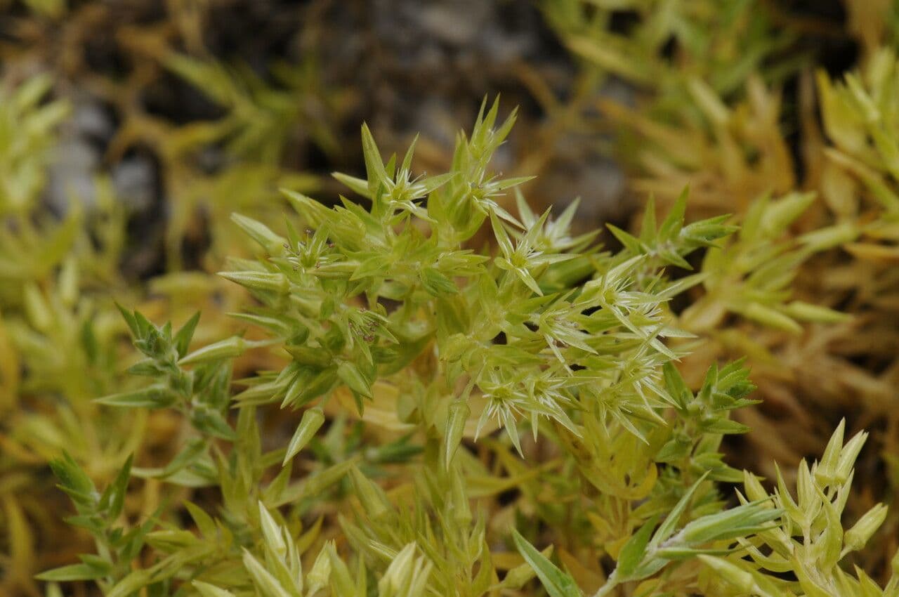 Stellaria 7