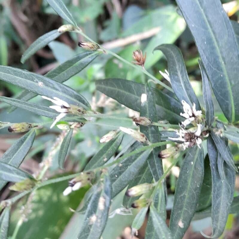 Lepidaploa