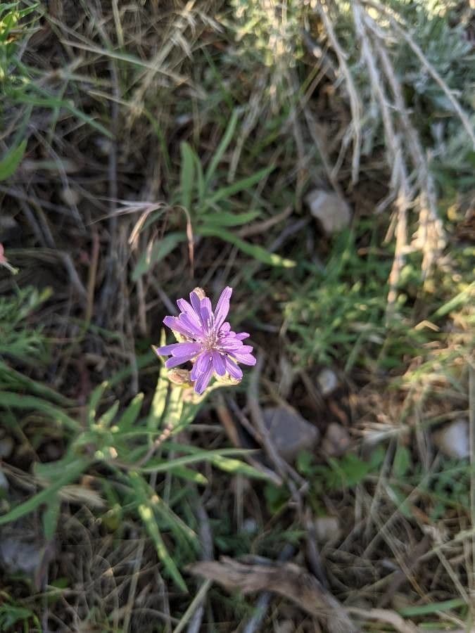 Lactuca tatarica 6
