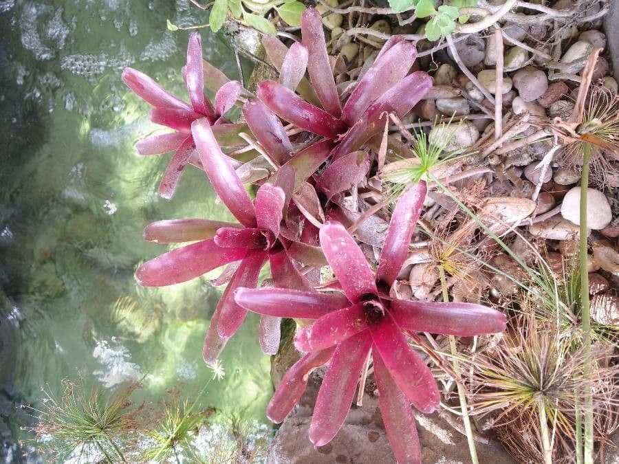 Billbergia 2