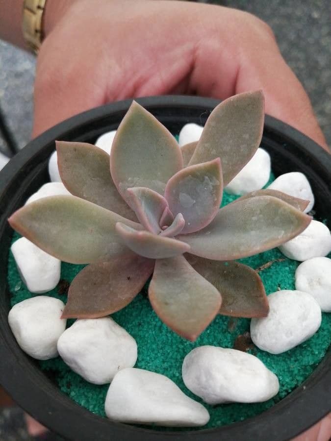 Echeveria 19