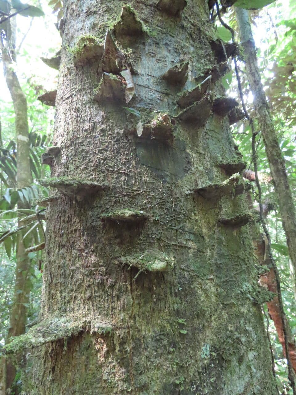 Zanthoxylum 15