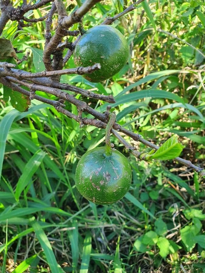 Vangueria madagascariensis 2
