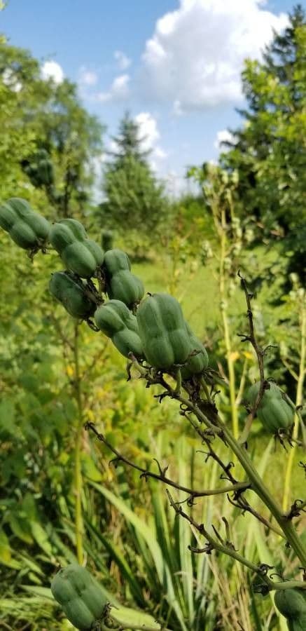 Arkansas-Yucca 10