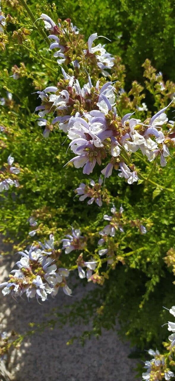 Falsche blaue Salbei 5
