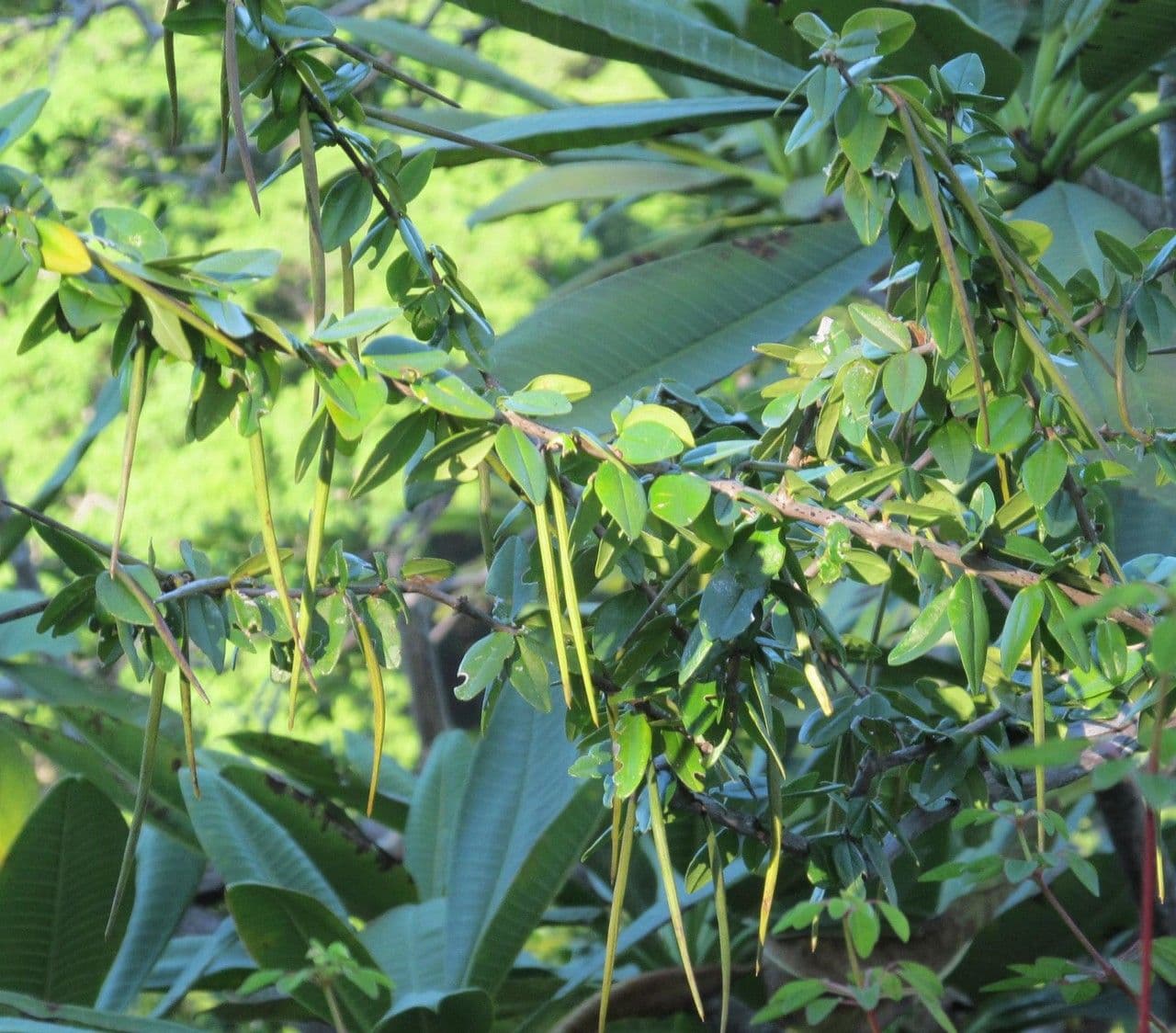 Plocosperma 2