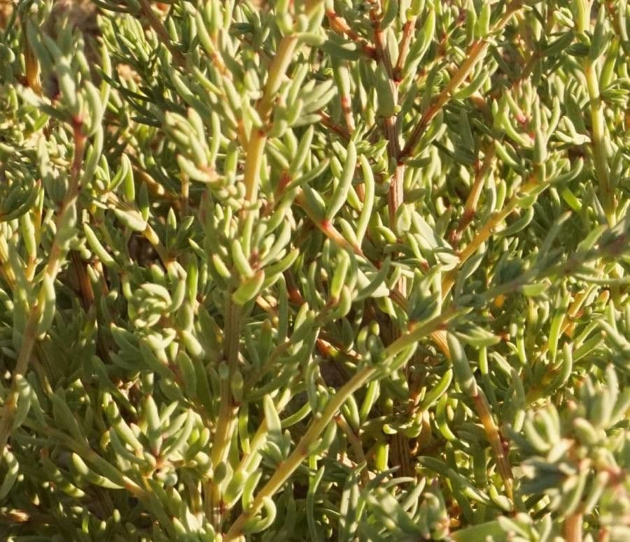 Suaeda marittima 10