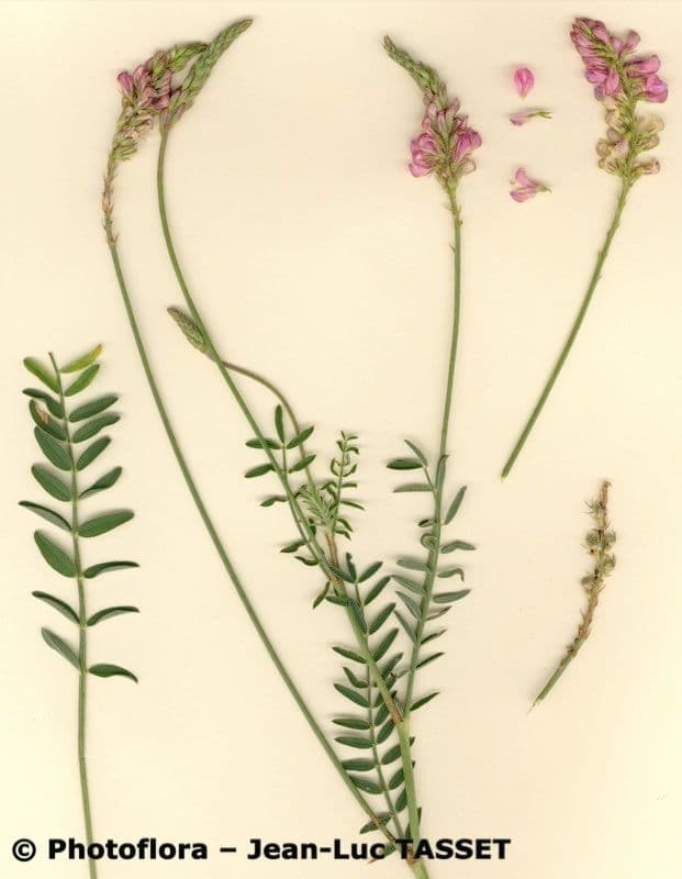 Sulla arenaria 17