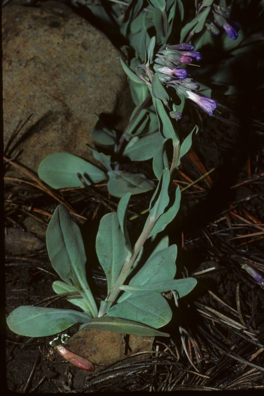 Mertensien 7
