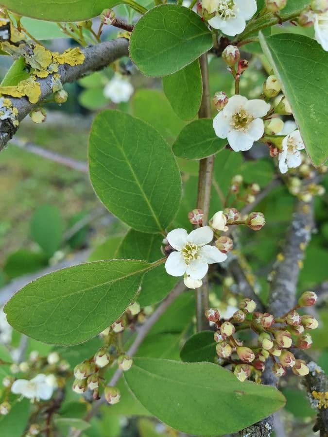 Cotoneaster 9