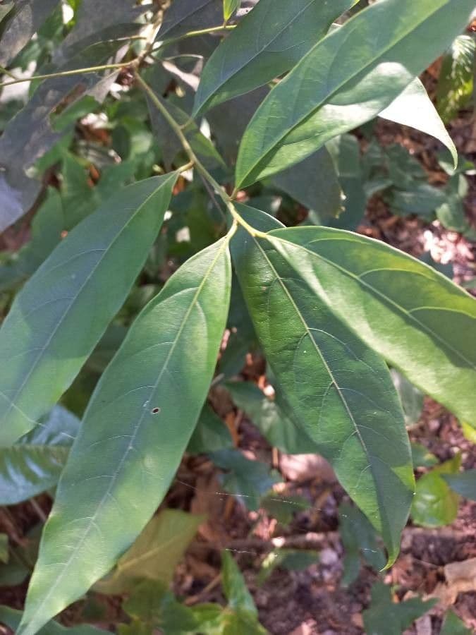 Lindera communis 7