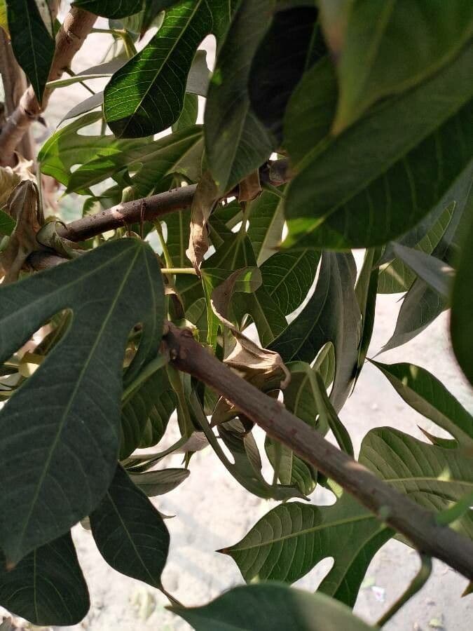 Jatropha integerrima 25