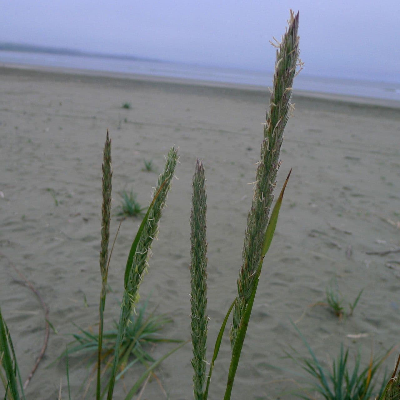 Weiche Strandhafer 4