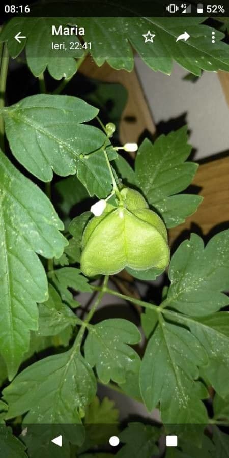 Cardiosperma 18