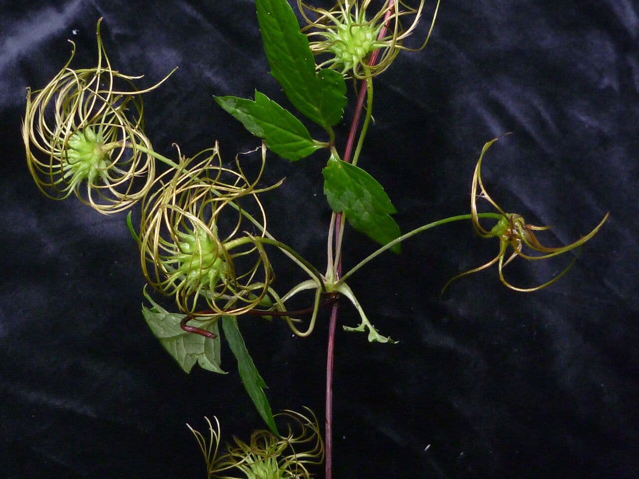 Clematis 3
