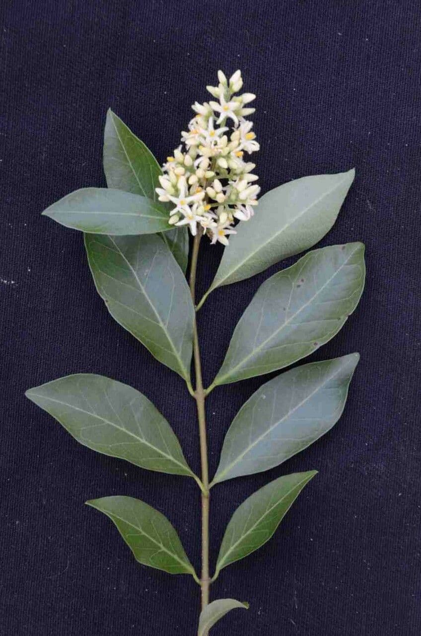 Forsteronia 8